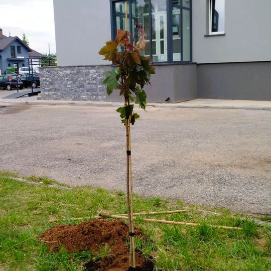 Nowe drzewka przy Urzędzie