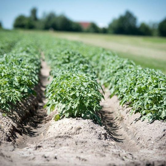 Wsparcie inwestycji w przetwarzanie produktów rolnych, obrót nimi lub ich rozwój – wkrótce rusza tzw. duży nabór wniosków 