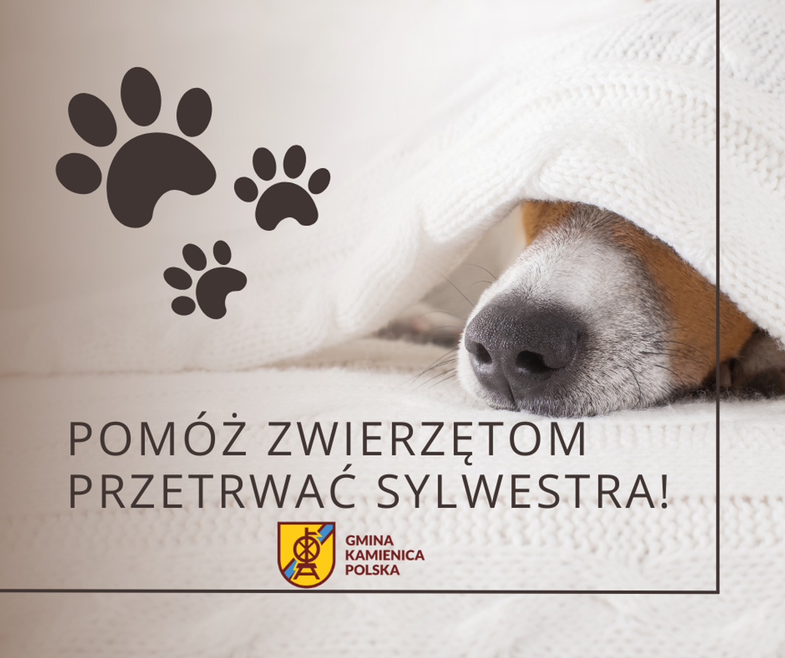 Jak zaopiekować się zwierzakiem w Sylwestra – poradnik🐾 Jak zaopiekować się zwierzakiem w Sylwestra – poradnik🐾