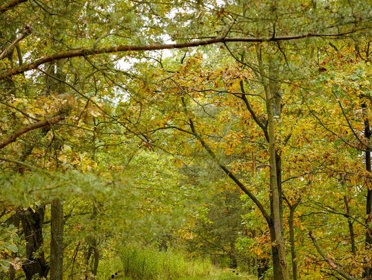 Most kolejowy w Osinach