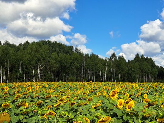Pola słoneczników z Zawisnej Pola słoneczników z Zawisnej