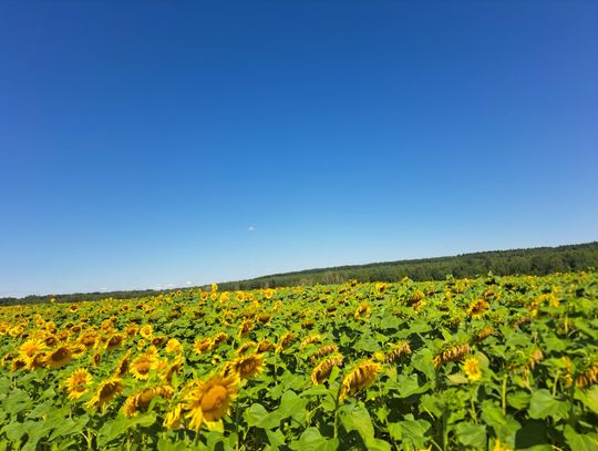 Pola słoneczników z Zawisnej Pola słoneczników z Zawisnej