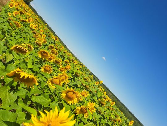 Pola słoneczników z Zawisnej Pola słoneczników z Zawisnej
